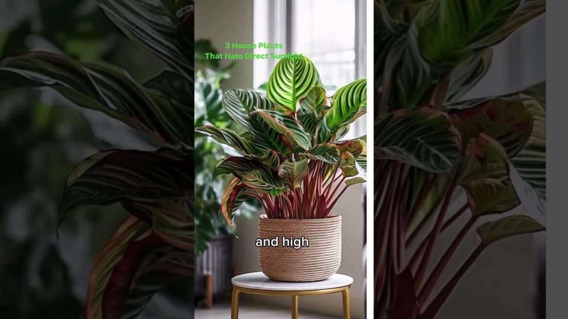 3 House Plants That Hate Direct Sunlight 🌿#houseplants #gardentips #flowertips