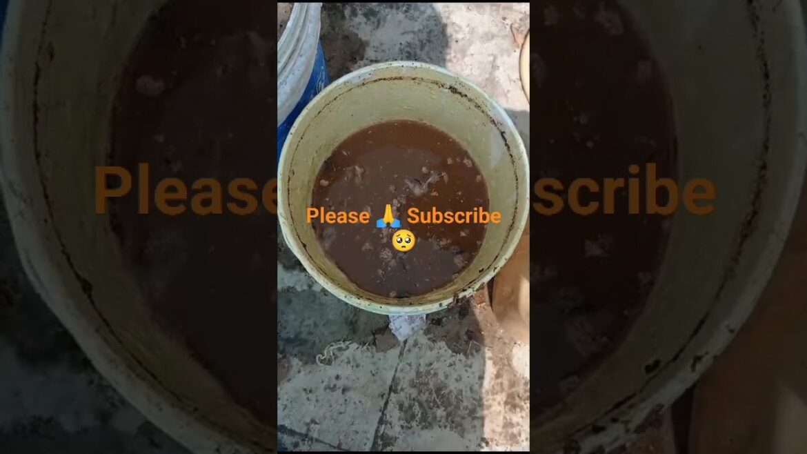 सरसो खली का खाद कैसे बनाये 🌿🏡 और कैसे इस्तेमाल करे l#shorts#gardening