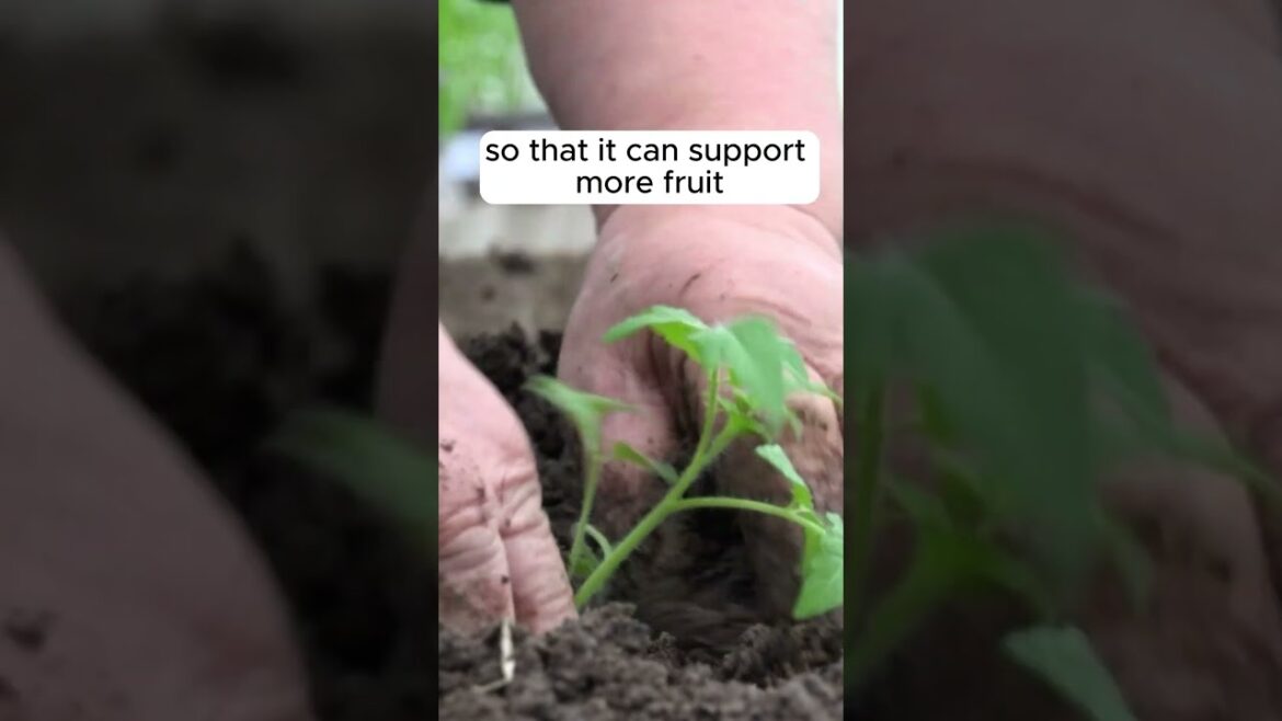 Are you planting tomatoes wrong