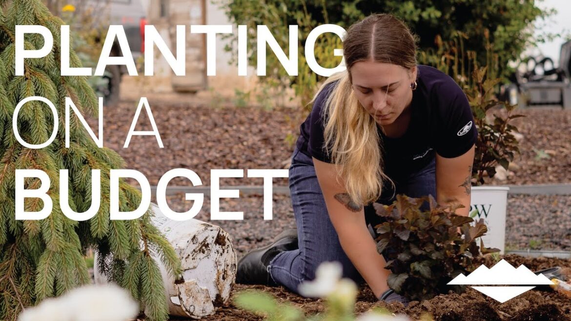 Planting On A Budget | Getting Started With Landscaping | Affordable Plants, Gardening Tips & Tricks Planting On A Budget | Getting Started With Landscaping | Affordable Plants, Gardening Tips & Tricks