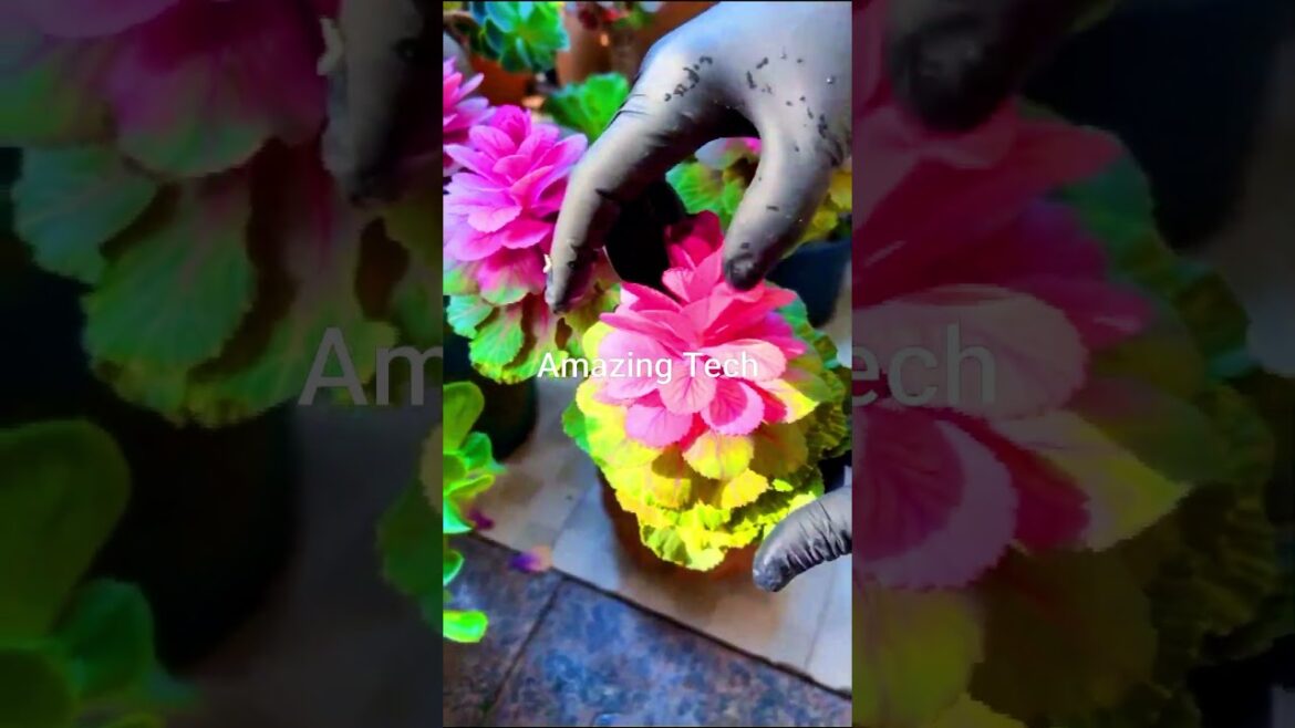 Beautiful Kale Plants Edible #satisfying #short #shot #shortvideo #shorts #agriculture #farmlife