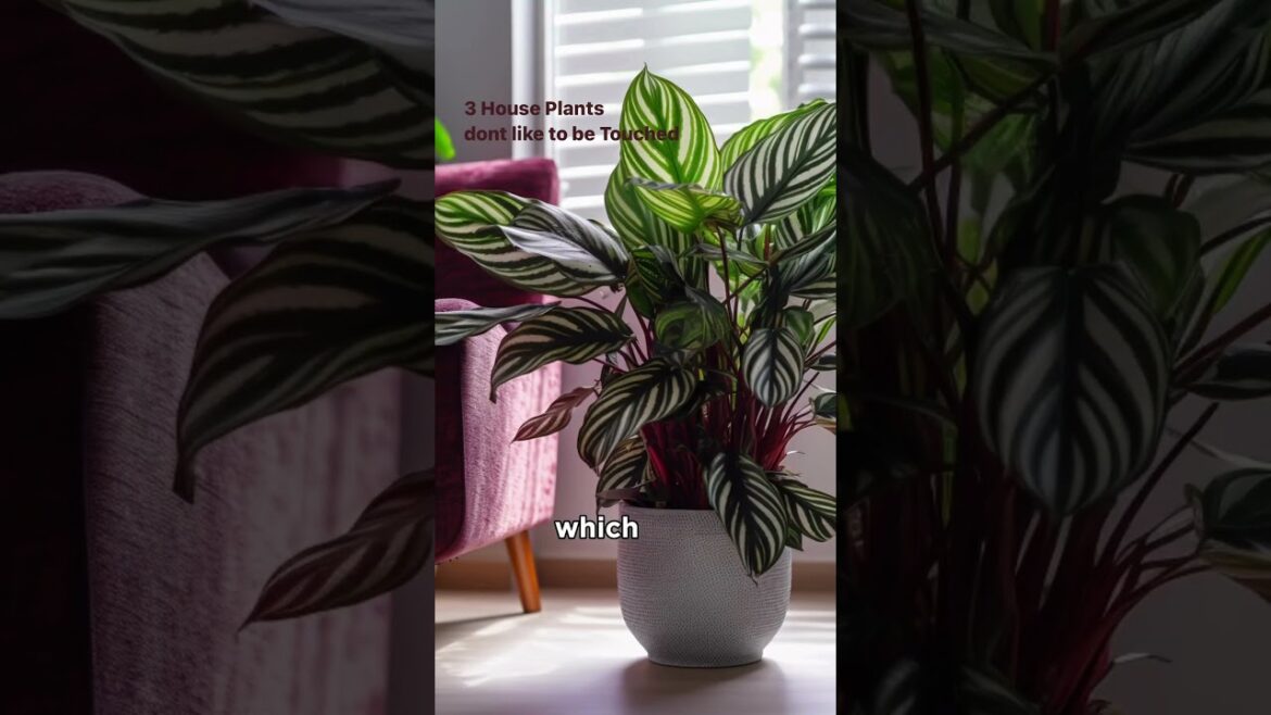 3 House Plants that don’t like to be Touched. 🌼 🌿 #gardentips #flowertips 3 House Plants that don't like to be Touched. 🌼 🌿 #gardentips #flowertips