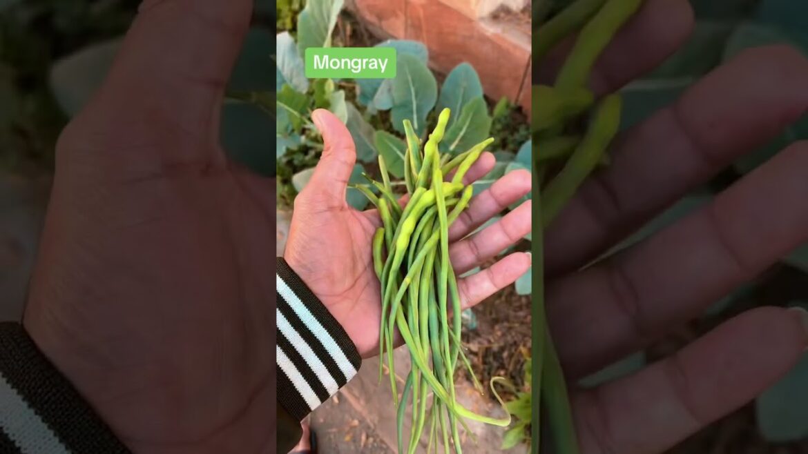 #howtogrow #vegitablegardening #plants #vegitablegarden #vegetablegardening #gardening #kitchengarde #howtogrow #vegitablegardening #plants #vegitablegarden #vegetablegardening #gardening #kitchengarde