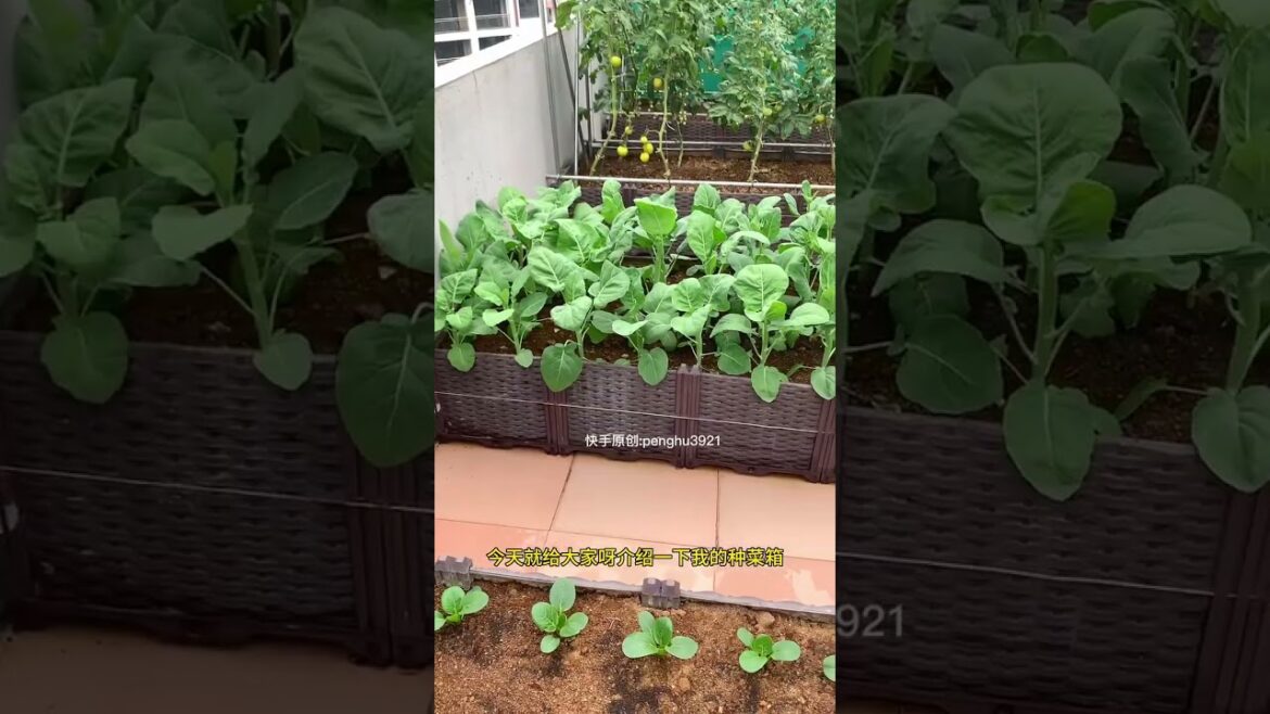 Simple Tips for Growing Vegetables/happiness life at country side #short Simple Tips for Growing Vegetables/happiness life at country side #short