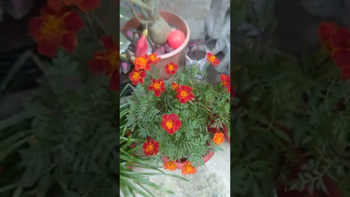 Winter edible flowering season🌼#shorts#viral#plants