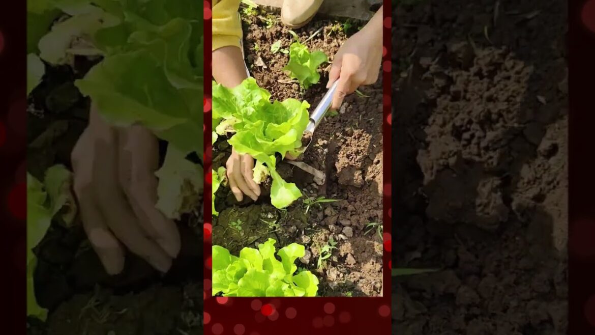 Useful Tools for gardening |Garden Tips #garden  #harvestingtool #technology
