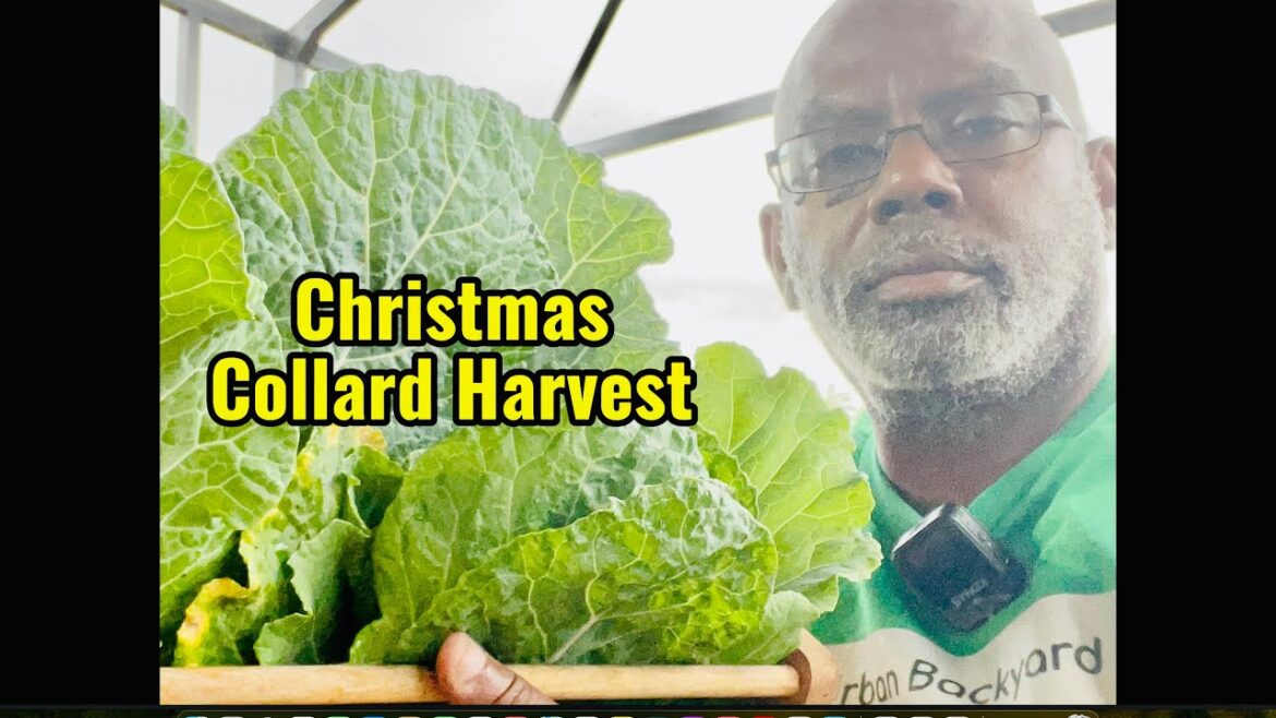 How to grow an abundant vegetable harvest in limited space