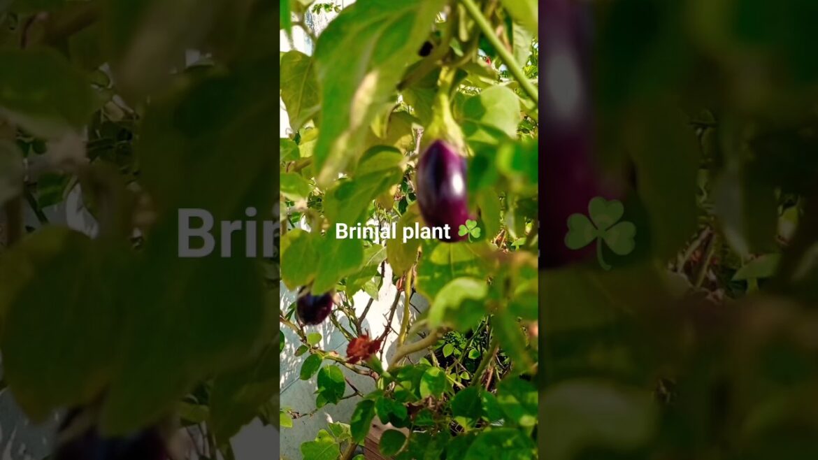 Brinjal ΰ€¬ΰ₯ΰ€ΰ€¨, Eggplant πππ‘#shorts#kichengarden#brinjal Brinjal ΰ€¬ΰ₯ΰ€ΰ€¨, Eggplant πππ‘#shorts#kichengarden#brinjal