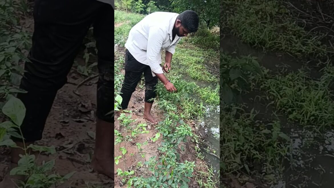 Harvesting of brinjal and chilli and tamato| vivasayam and gardening tips  #shorts