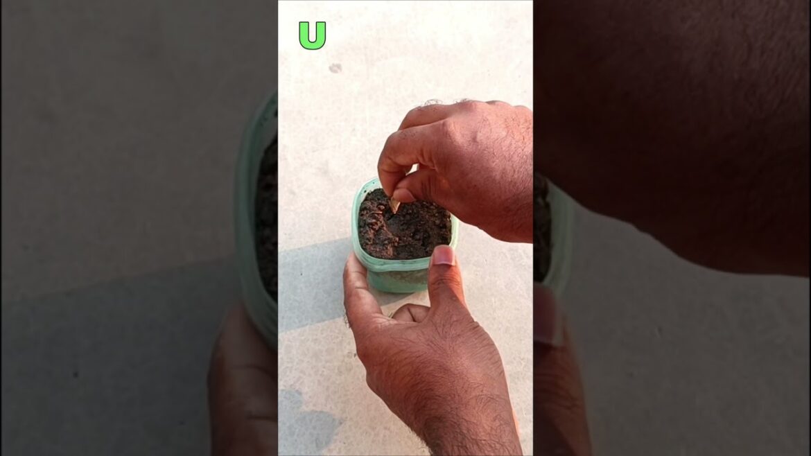 Grow pumpkin plant in small pot #gardening #shorts