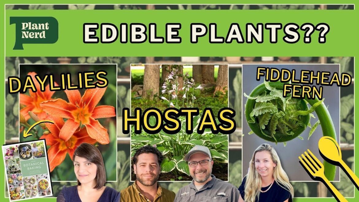 Edible Plants? Hostas, Daylilies, Botanical Baking, & Fiddlehead Ferns Edible Plants? Hostas, Daylilies, Botanical Baking, & Fiddlehead Ferns