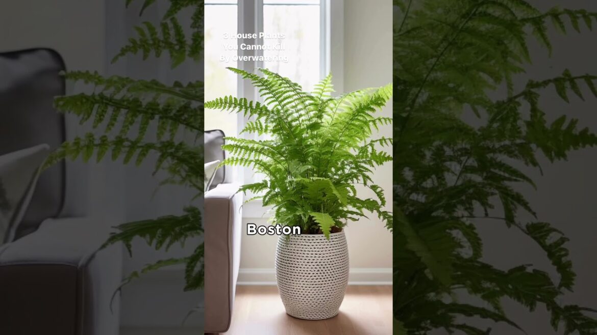 3 House Plants You Cannot Kill By Overwatering ๐ฟ #gardentips #flowertips 3 House Plants You Cannot Kill By Overwatering ๐ฟ #gardentips #flowertips