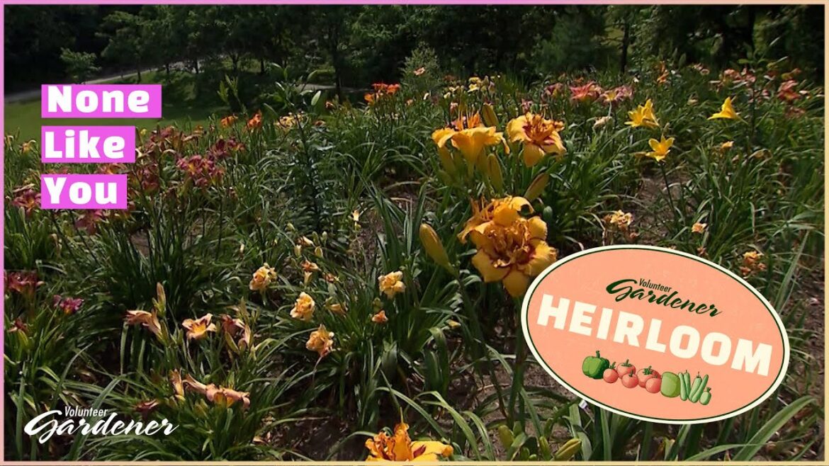 A Day with a Daylily Collector | Volunteer Gardener A Day with a Daylily Collector | Volunteer Gardener