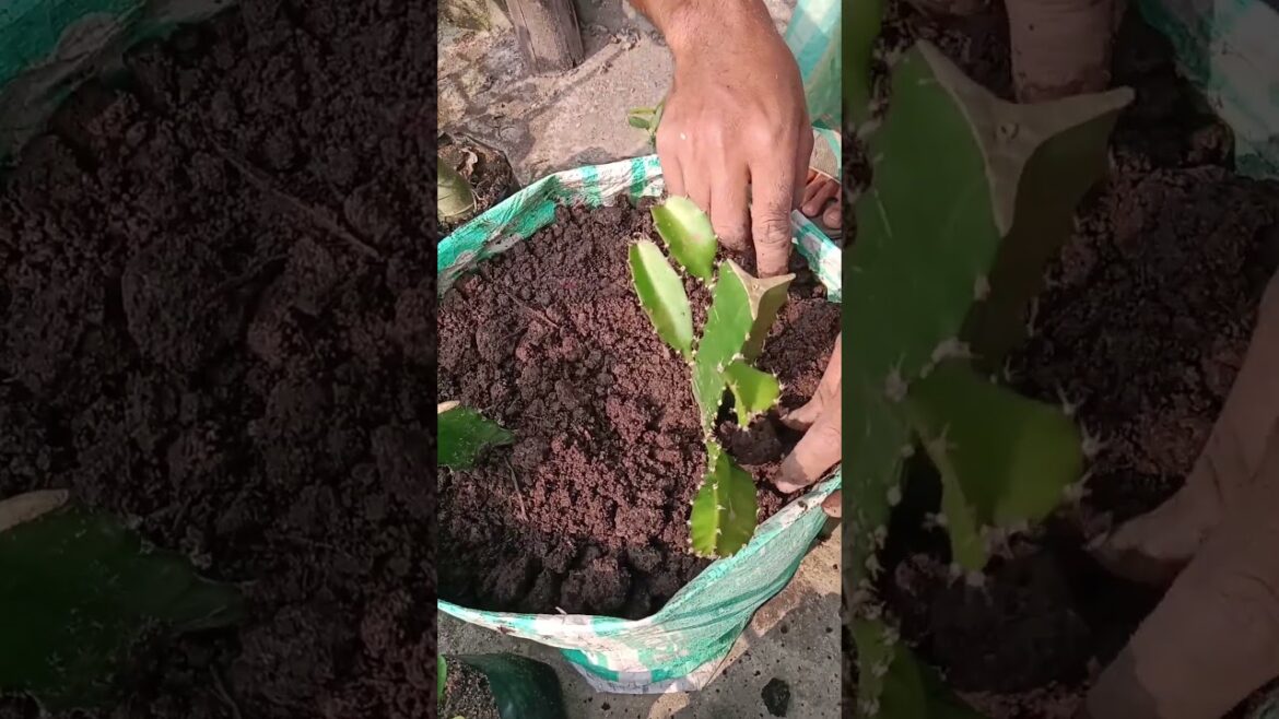 Simple process to growing dragon fruit plant. #dragon #fruit #planting #shorts #ড্রাগন