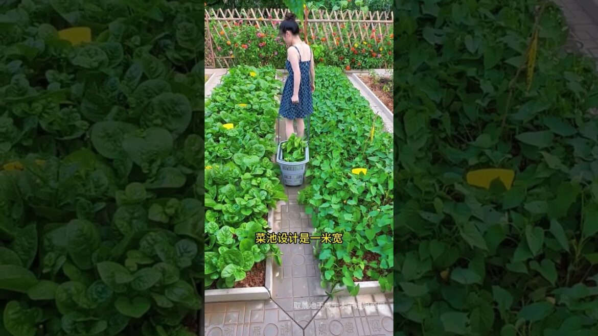 My life part of growing garden and vegetable #diygarden #vegetable My life part of growing garden and vegetable #diygarden #vegetable