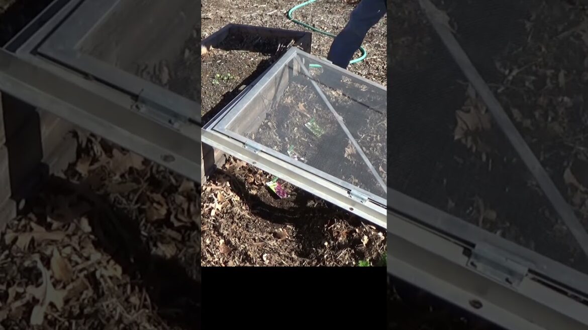 Planning for a cold frame and winter garden #garden #gardeningtips #mulch
