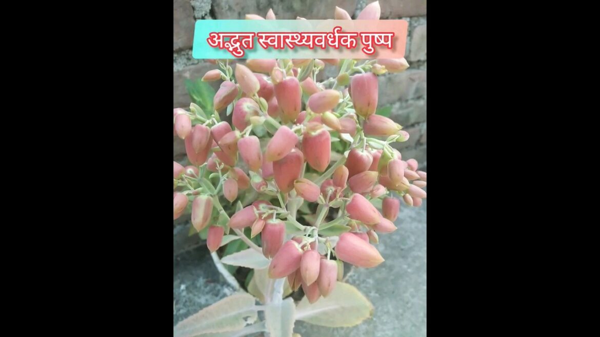 bryophyllum plant #viral #flowers #shortvideos #trends#bryophullum flower