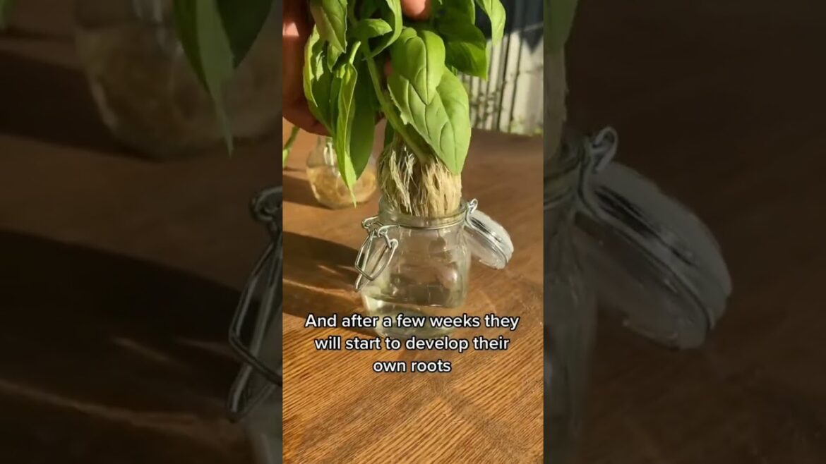 How to get an unlimited supply of fresh herbs. #herbs #herbgarden #growyourown How to get an unlimited supply of fresh herbs. #herbs #herbgarden #growyourown