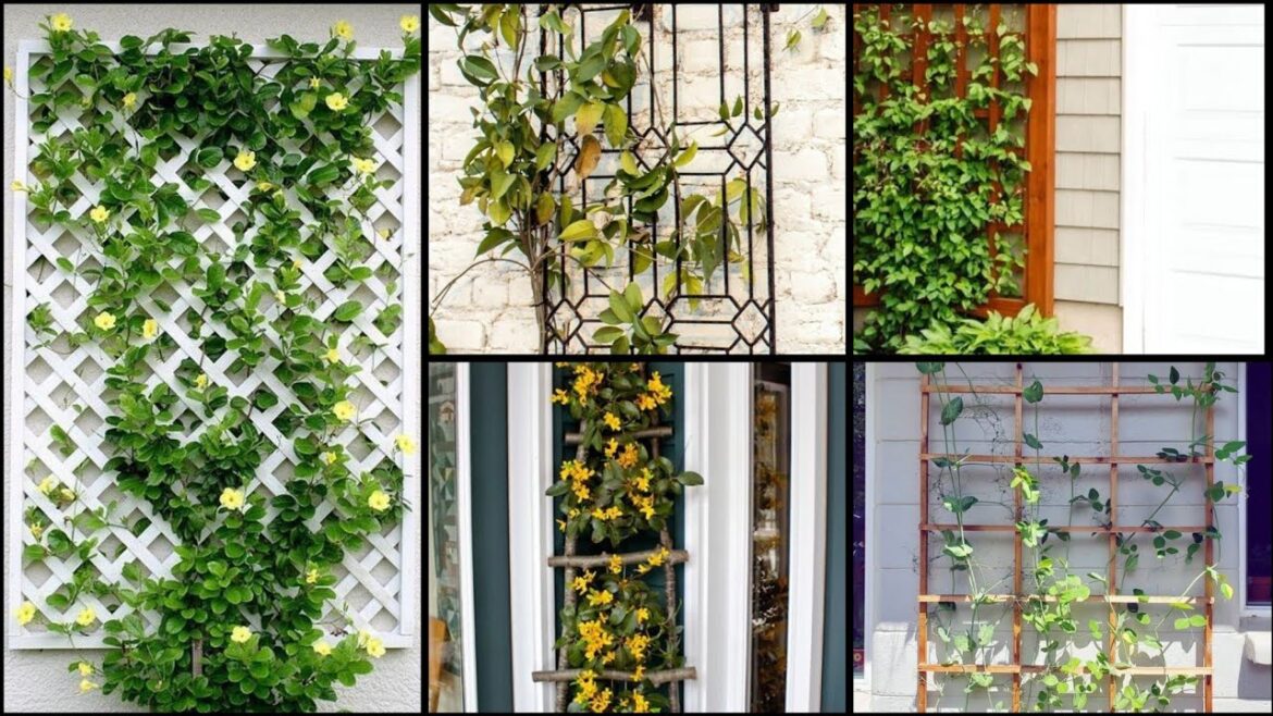Garden Trellis DIY  Ideas || Garden Trellis || Unique Trellis Ideas || Home Decore Garden Trellis DIY  Ideas || Garden Trellis || Unique Trellis Ideas || Home Decore