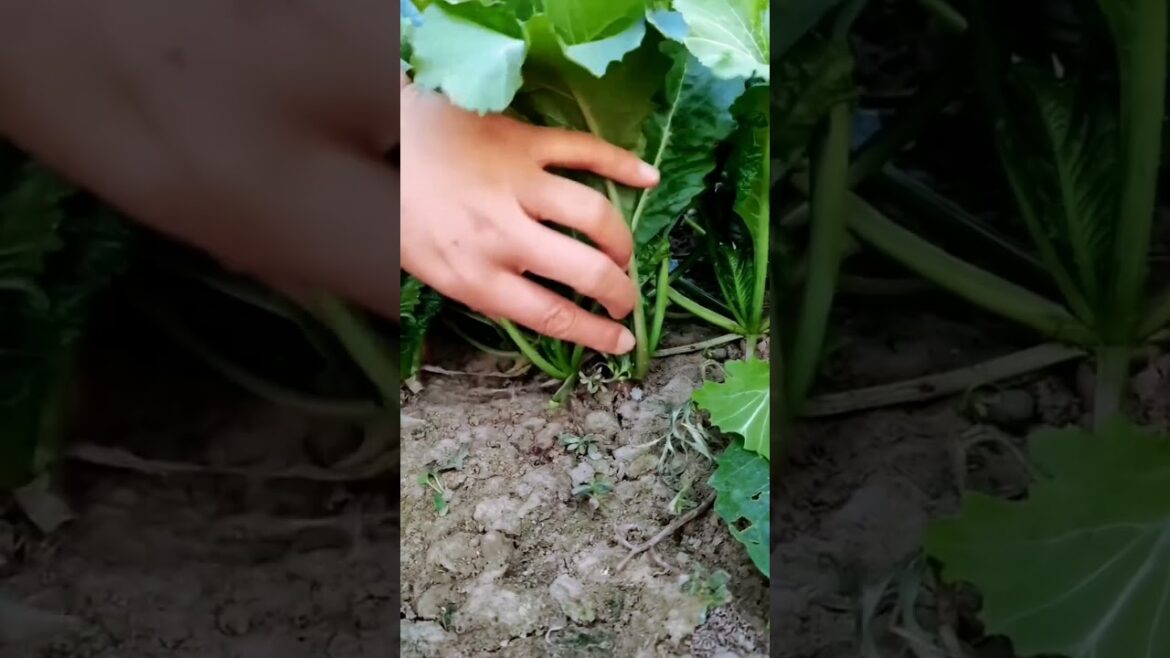 My  growing garden and vegetable   #shorts #garden #vegetable