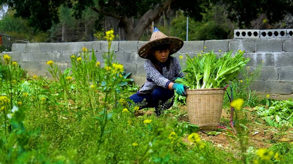 Harvestinghongcai vegetable - Dried Mountain Jelly Vegetable - Gardening - Live With Nature