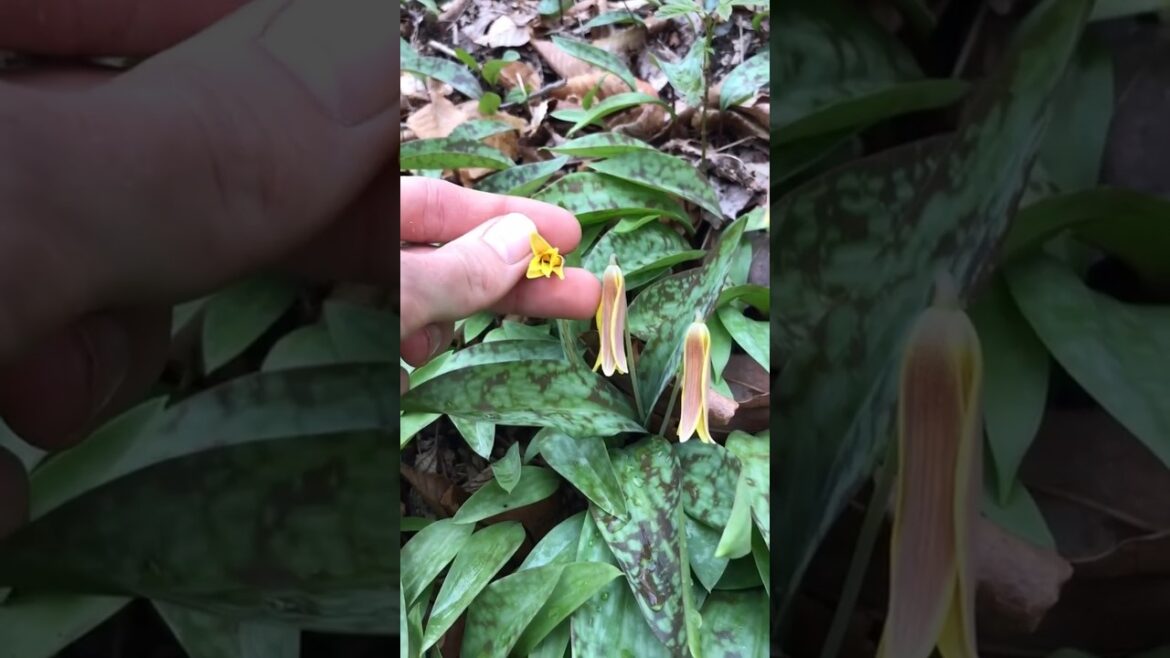 Helping rare spring wildflowers bloom at my park! Helping rare spring wildflowers bloom at my park!