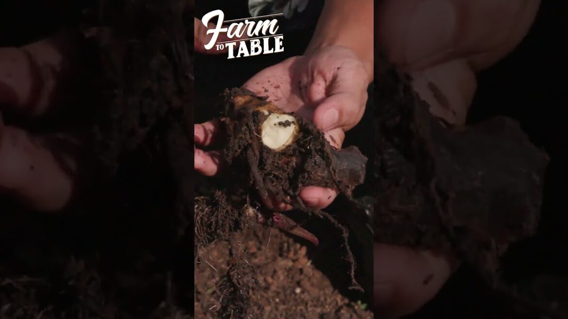 Edible Canna, an alternative to Potatoes #shorts | Farm To Table