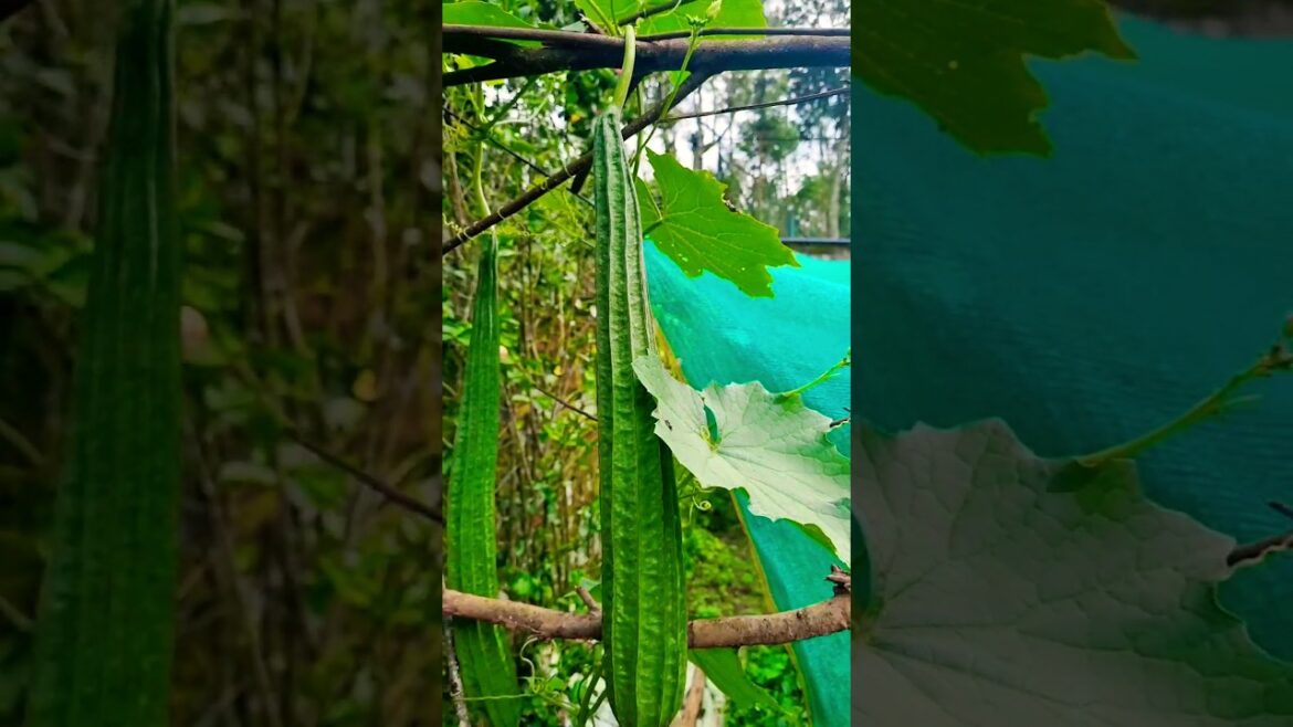 My gardening | Ridge gourd🥒 harvesting #vegetables #harvesting #viral #gardening#ridgegourd My gardening | Ridge gourd🥒 harvesting #vegetables #harvesting #viral #gardening#ridgegourd