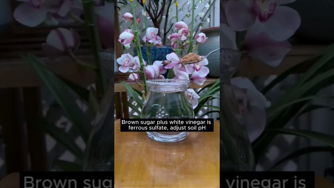 4 simple,easy-to-follow plant watering recipes#shorts#gardeninghacks #gardening#gardeningtips#hacks