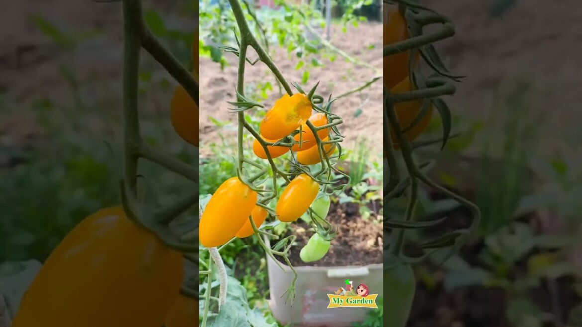 I don't miss eating these beautiful tomatoes I My Garden #tips #life #trending #tomato