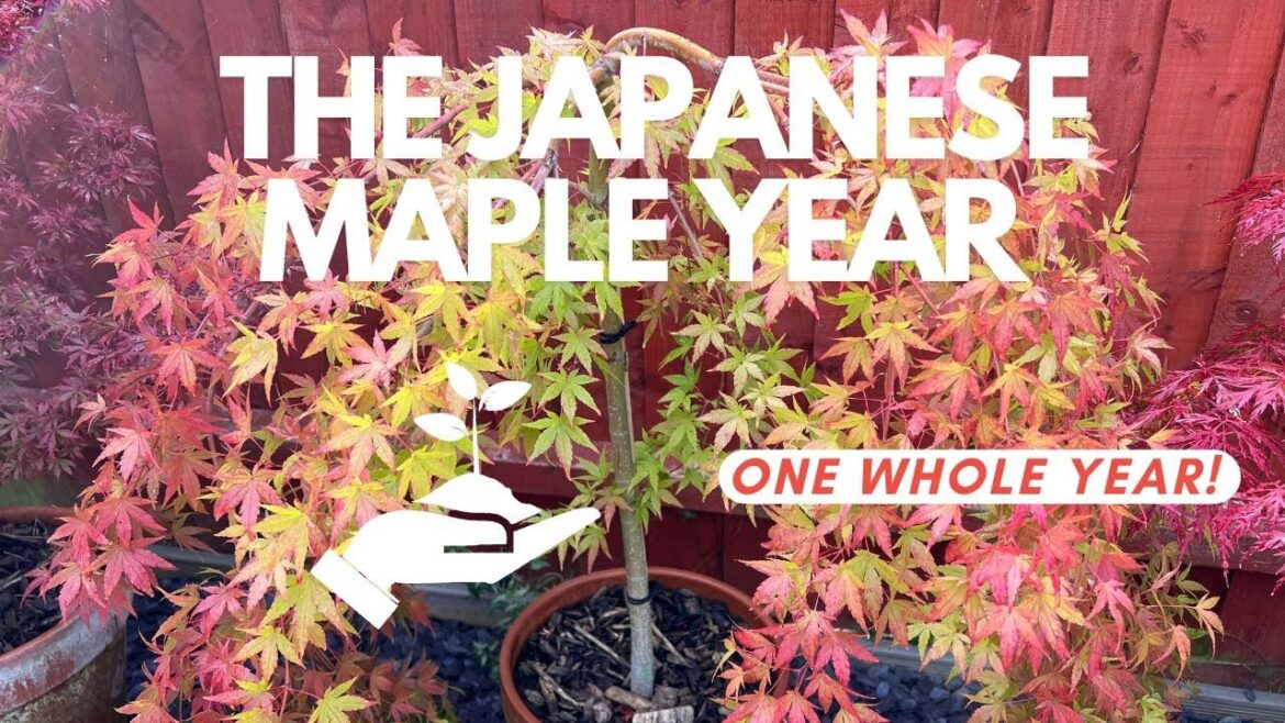 Winter Japanese Maple Gardening Checklist: One whole year!