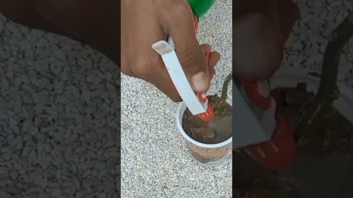 Nimbu/lemon propagation from cuttings #propagatenimbu #GlobalGardening #gardeningshorts #propagation Nimbu/lemon propagation from cuttings #propagatenimbu #GlobalGardening #gardeningshorts #propagation