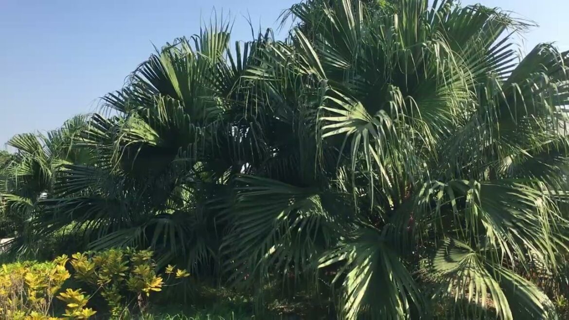 Falling in Love with Hanoi's Autumn Charms