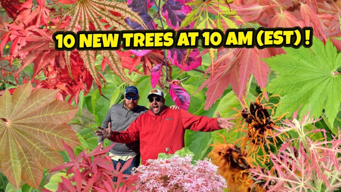 The Wow-Factor 10 New Trees at 10 AM (EST) on MrMaple | Japanese Maples For Garden Design