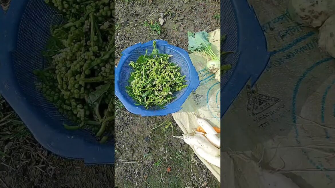 vegetable gardening #gardening #vegetables #amazing #shorts