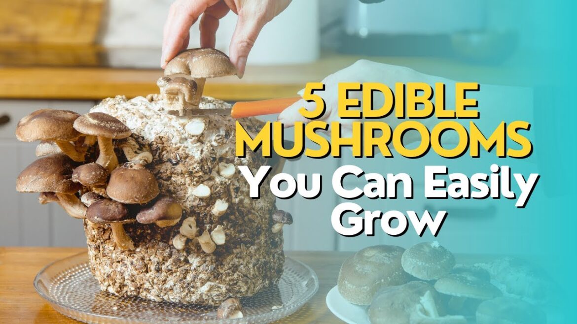 Top 5 Edible Mushrooms You Can Easily Grow Top 5 Edible Mushrooms You Can Easily Grow