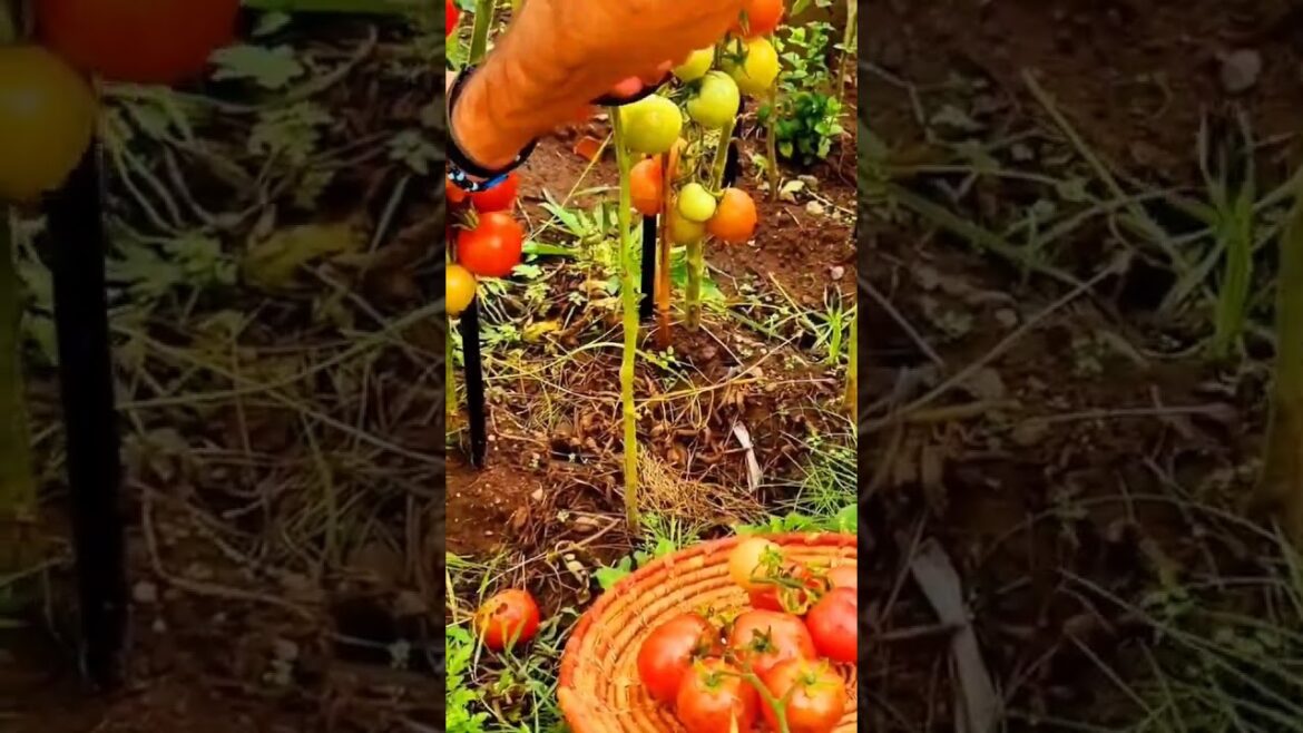 gardening ideas for home #gardening ideas for home vegetable #kitchen garden at home #gardening uk