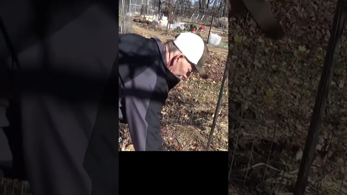 Only the loose leaves are blowing #garden #gardeningtips #mulch Only the loose leaves are blowing #garden #gardeningtips #mulch