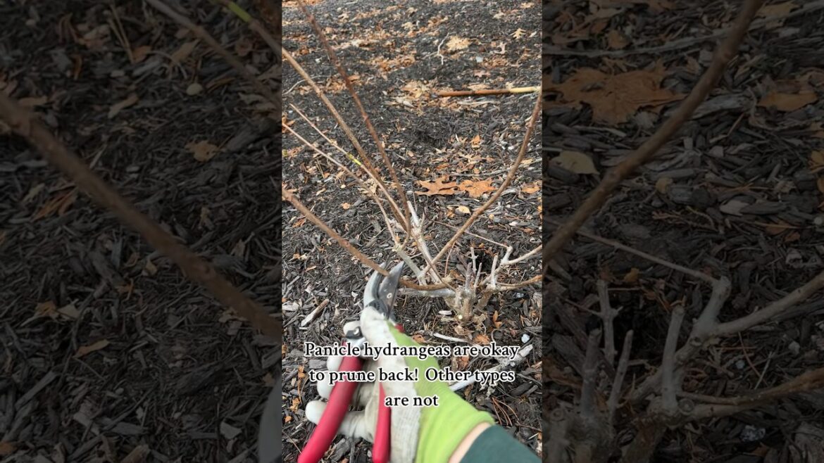 You CAN prune this type of hydrangea! #shorts