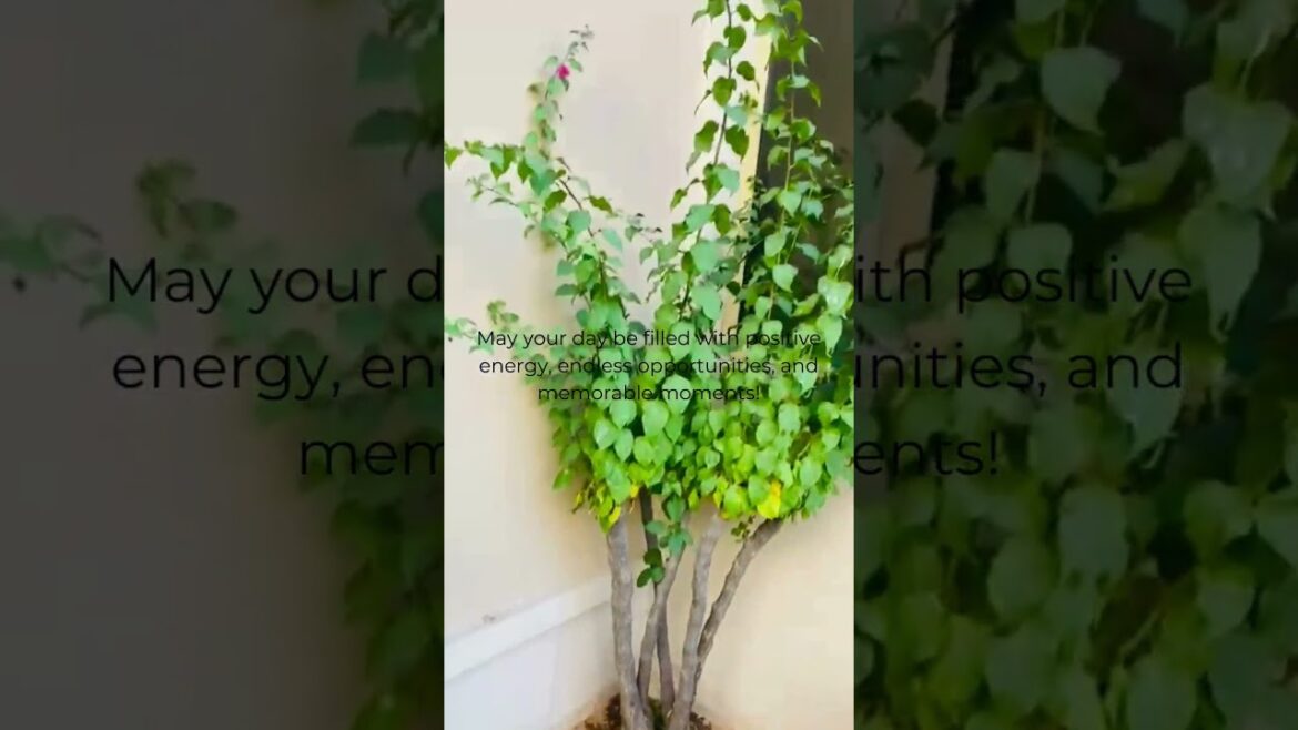 Villa garden transformation Abu Dhabi