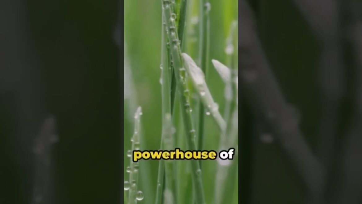 Grass: The Green Carpet of Earth