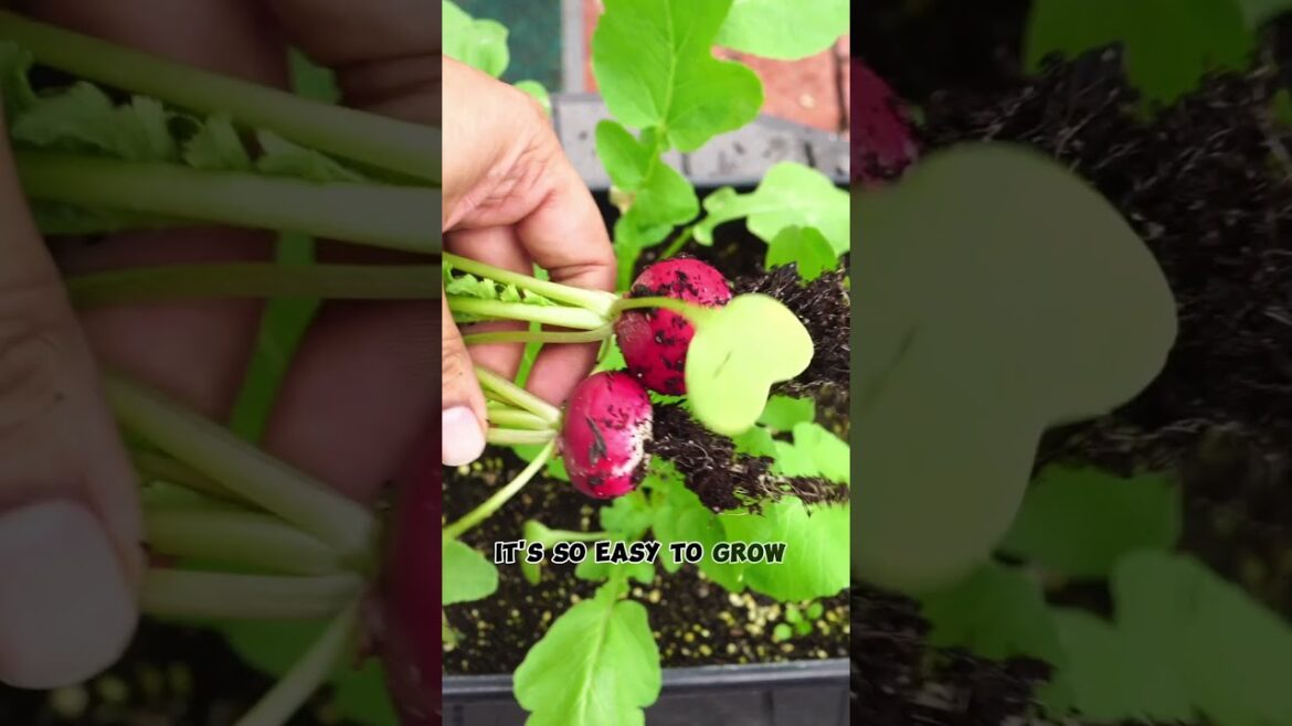 Grow Fast: Sparkler Radish in Winter! 🌱❄️ #Shorts