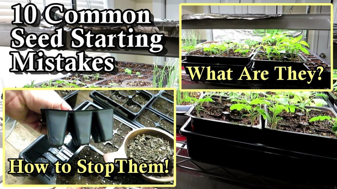 Gary Pilarchik: 10 Common Seed Starting Mistakes and How to Prevent Them: Light, Water, Soil, & Fertilizer Tips 10 Common Seed Starting Mistakes and How to Prevent Them: Light, Water, Soil, & Fertilizer Tips