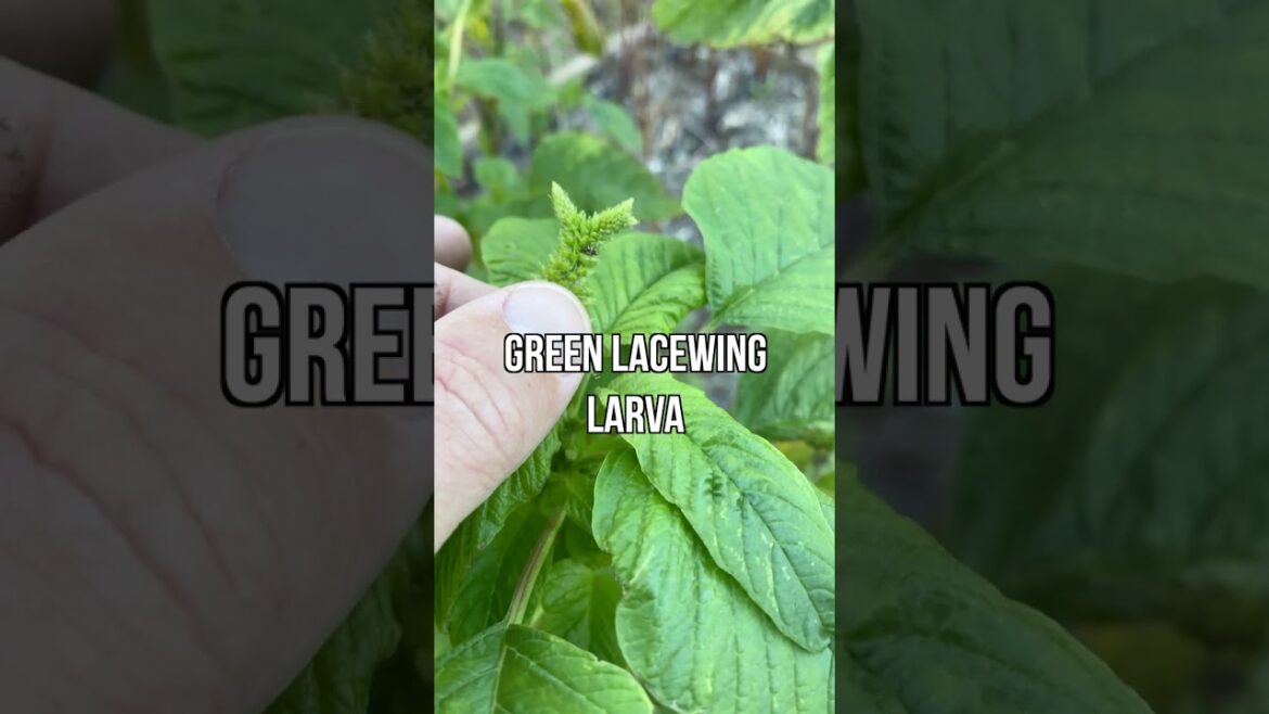 UNIQUE SEED HEAD IN THE GARDEN
