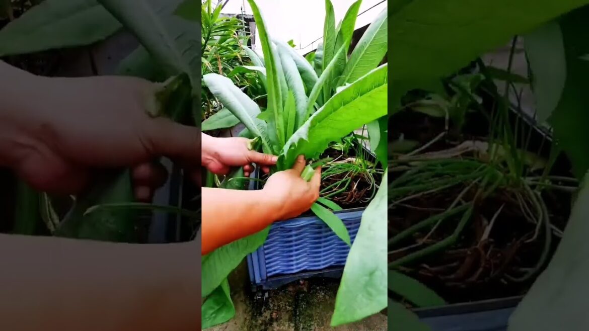 You Must Sow These Seeds in your gardening|tips to growing vegetables