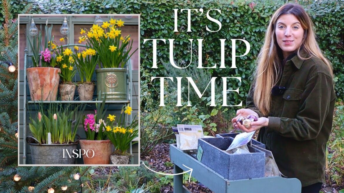 FINALLY Planting Tulips & Bulb Displays 🌷 (container groupings, lasagnes & more)
