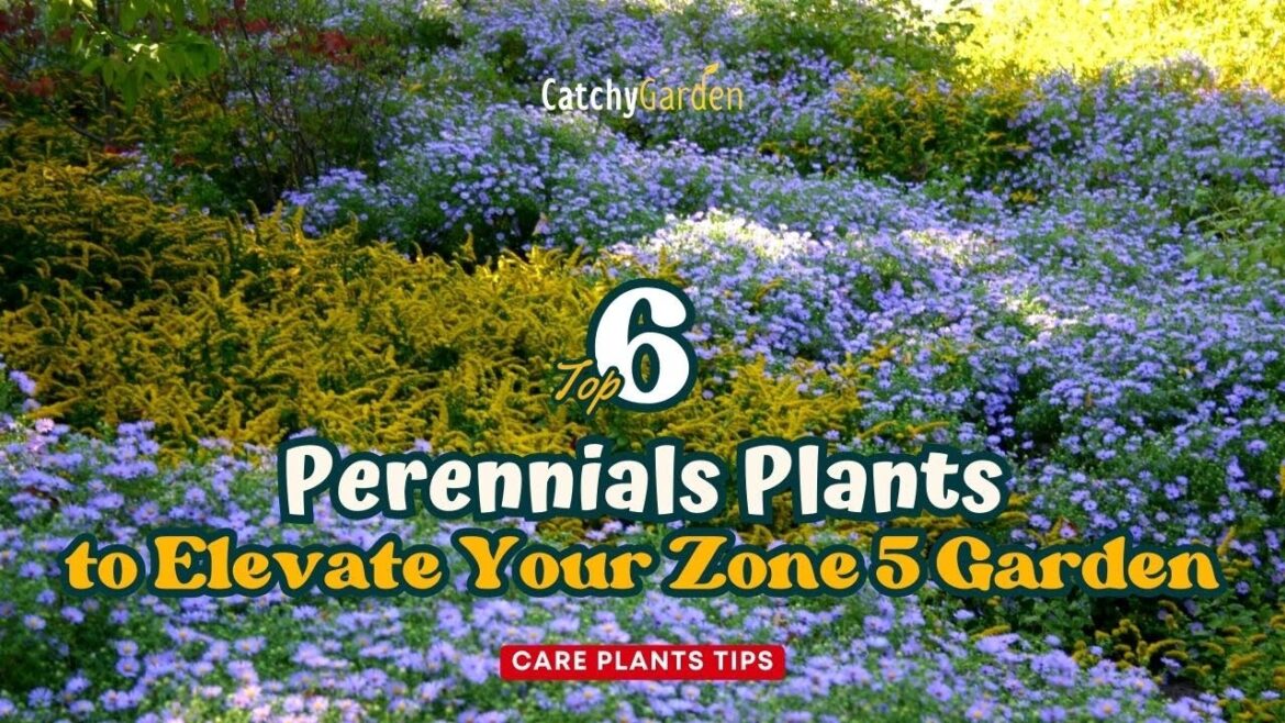 Top 6 Perennials to Elevate Your Zone 5 Garden | Care Plants Tips 🌹🌸🌻