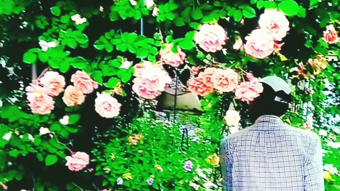 Flowers garden. Garden design ideas. Garden planning. #video #allah #surah #viral #flowers