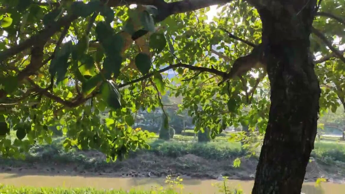 Unscripted Odyssey: A Day of Wandering and Wonder