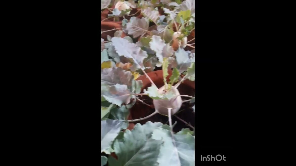 vegetables  in small pot #gardening #vegetable #shorts